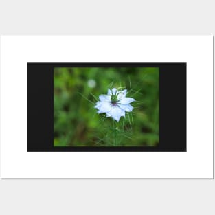 Love-in-a-Mist flower with dew drops Posters and Art